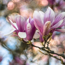 Magnolia, branch, Flowers