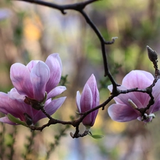 Pink, Flowers, twig, Magnolia