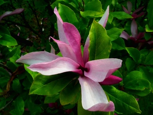 Magnolia, nature, plant