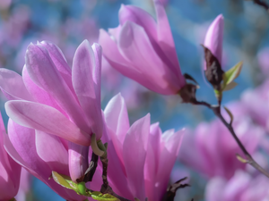 Flowers, Magnolia, twig, Pink, Blossoming
