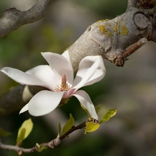 White, Magnolia, twig, Colourfull Flowers