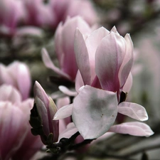 Pink, Magnolias