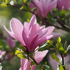 Pink, Leaf, rapprochement, Magnolias