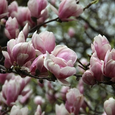 Pink, Magnolias