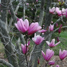 Magnolias, trees, purple