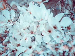 Magnolias, Flowers, White