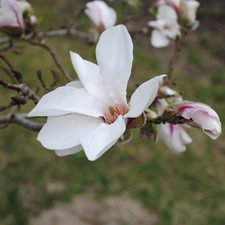 Magnolii, White, Flowers