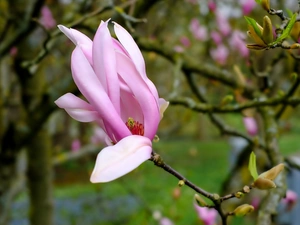 Pink, Magnolii, Twigs, Colourfull Flowers