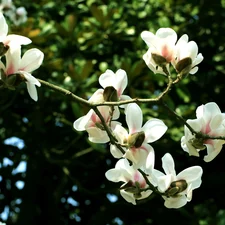 Magnolii, Flowers, white