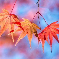 Autumn, Leaf, color, maple