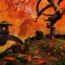 Leaf, fence, Japanese Maple, fallen, autumn
