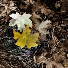 autumn, leaf, maple, Yellow