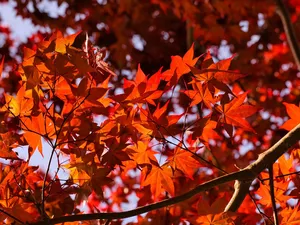 branch pics, Leaf, maple