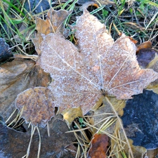 White frost, Leaf, maple