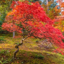 trees, viewes, autumn, Maple Palm, Garden