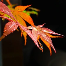 Leaf, maple