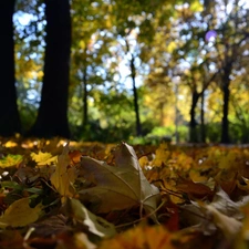 Leaf, maple