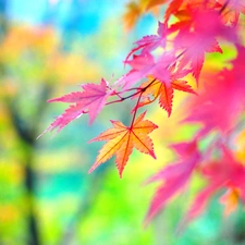 maple, Autumn, Leaf