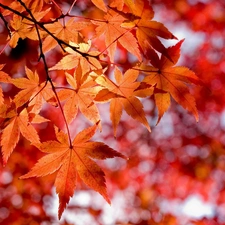 maple, autumn, Leaf