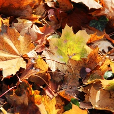 maple, Autumn, Leaf