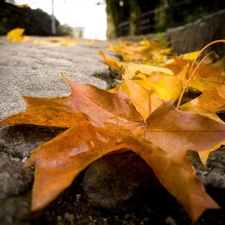 maple, autumn, Leaf