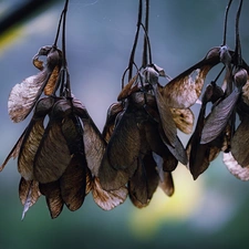 maple, dry, Leaf