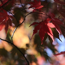 maple, Red, Leaf