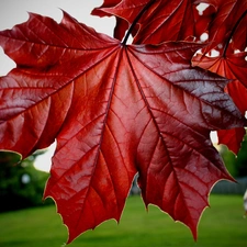 maple, Red, Leaf