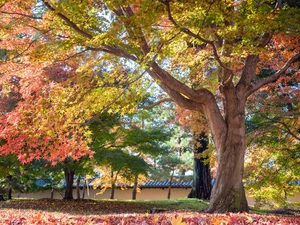 viewes, maple, Park, trees, autumn