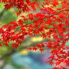 branch pics, Red, maple, Leaf