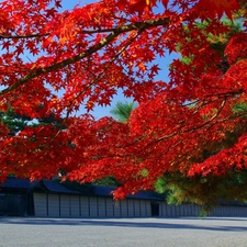 maple, autumn, Red