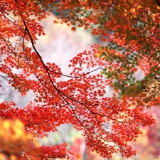 maple, trees, Red