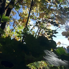 light breaking through sky, Leaf, maple