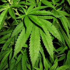 Bush, marijuana