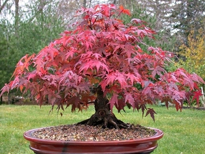 miniature, Japanese Maple, blur, trees, Lawn, Bonsai, sapling, viewes