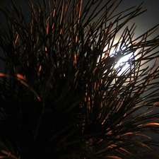 moon, spruce, Night