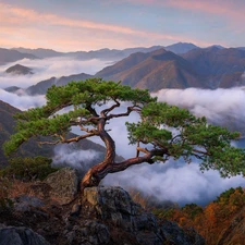 Fog, morning, rocks, pine, Mountains