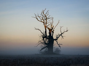 Old oak tree in Rogalin in the morning