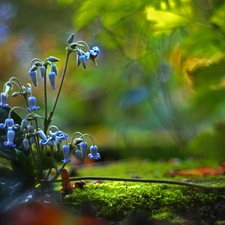 Blue, ringtones, Moss, Flowers