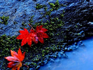 Moss, Red, Leaf