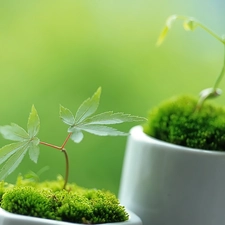 Moss, seedlings, tea