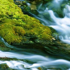 Moss, waterfall, VEGETATION