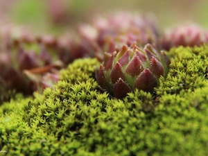 lichens, The herb, Mountain