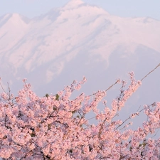 cherry, Mountains