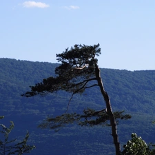 Mountains, trees, landscape