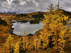 trees, lake, Larches, Mountains, autumn, viewes, clouds