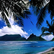 sea, Palms, Mountains, Beaches