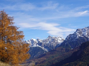 larch, Mountains, trees, viewes, autumn