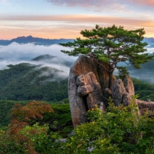 Rocks, trees, Fog, Mountains, pine, viewes