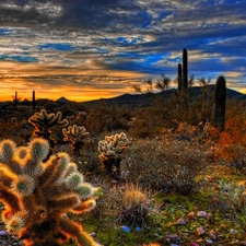 west, Cactus, Mountains, sun